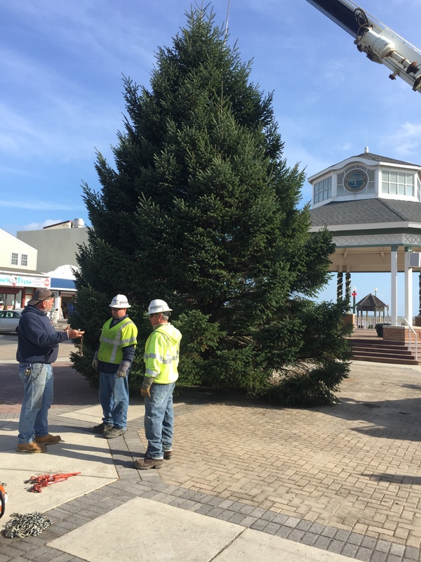 The 2015 Rehoboth Beach Christmas Tree Has Arrived! Cape Gazette